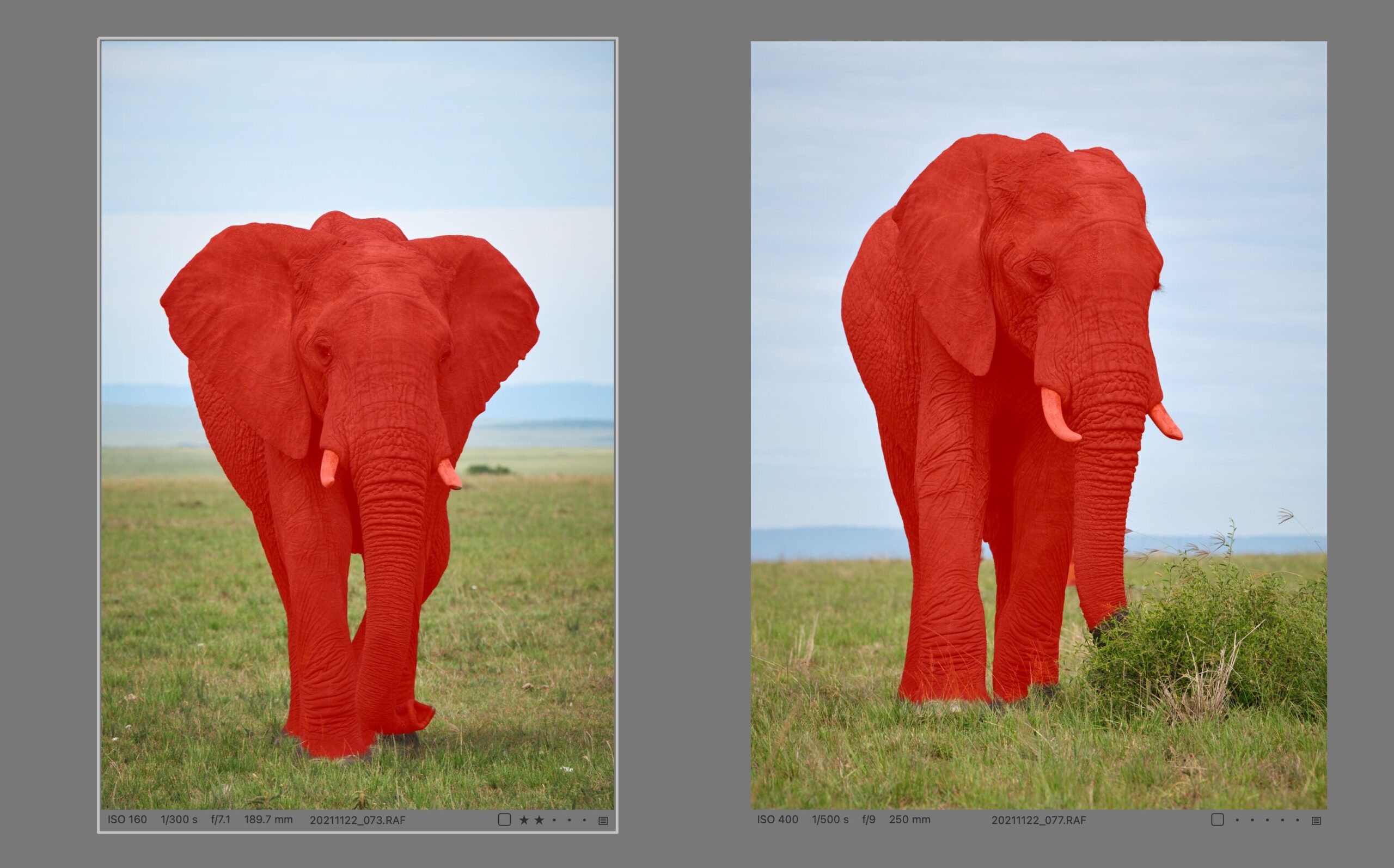 The elephant mask created by the Subject button (left) was regenerated after copying the layer to the second photo to select the main subject again (right)