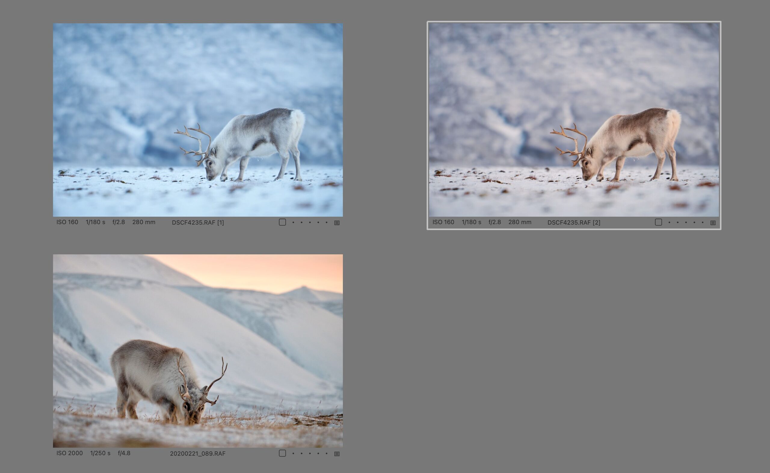 Svalbard. And now to the wildlife. The result doesn't look bad in principle, but I definitely see a pinker rendition of the reindeer and a different blue in the shadows. The two photos would definitely look different next to each other.