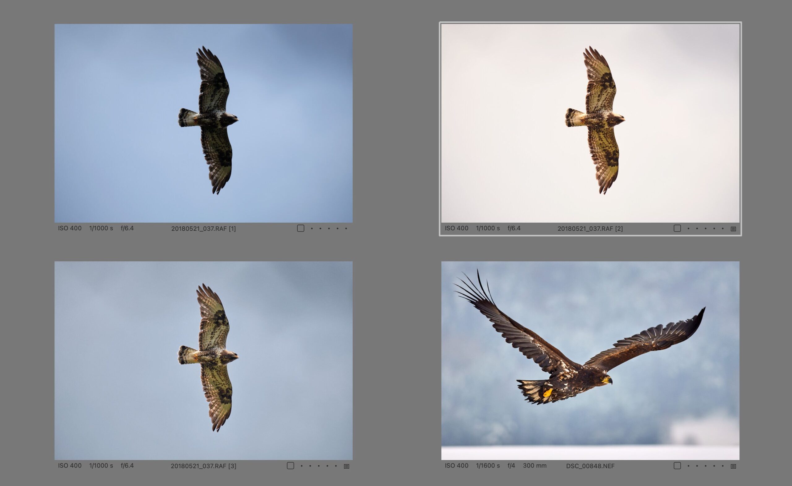 Birds of Prey. Here, Match Look failed completely — in the final photo (top right), the buzzard somehow matches the eagle in the reference photo (bottom right), but the sky is too bright and has lost its blue color (which, however, was in the background of the eagle photo). It might seem that the tools that Match Look uses are not enough to unify the look of the two photos, but it is not — using exactly the same tools (and even just some of them), I have created an adjustment on the bottom left that matches the subject much better.