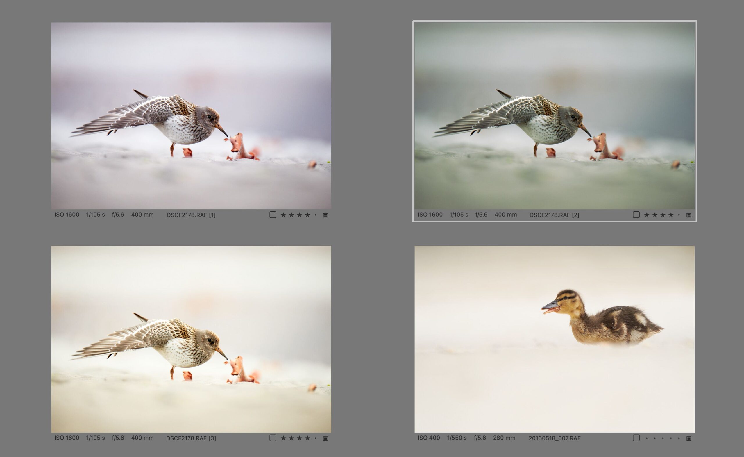 Sandpiper. And again, an epic failure of the Match Look tool, which gave the photo a really weird green tint. The original photo (top left) is actually quite similar to the reference photo (bottom right) — both show the bird on the ground, the feather colors are not dramatically different, the background is very blurred and uniform. The main difference is in the colors, where the original is dominated by purple, while the reference is yellowish. Again, it didn't take much work to manually match the two images — I just adjusted the lower left image with white balance, exposure, HDR and Curve.